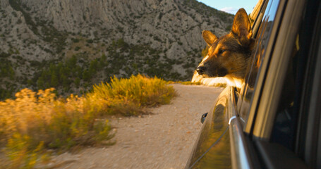 CLOSE UP: Adventurous dog looks out of car window while driving on a gravel road in golden light....