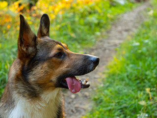 PORTRAIT, DOF: Happy dog with tongue out sitting on forest path after running around in summer heat. Excited expression shows his playful spirit and joy for outdoor activities in the beautiful nature.