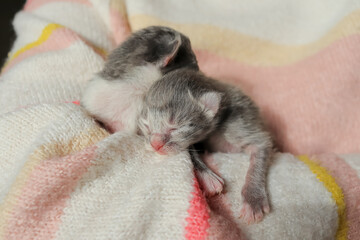 two newborn kittens sleep in the hands of a girl. adopt animals