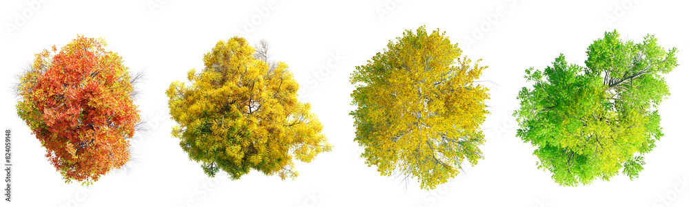 Sticker different seasons deciduous trees top view collection isolated on transparent background. 3d render.