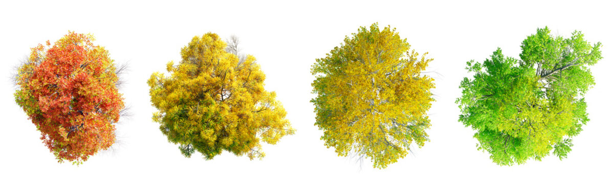 Different seasons deciduous trees top view collection isolated on transparent background. 3D render.