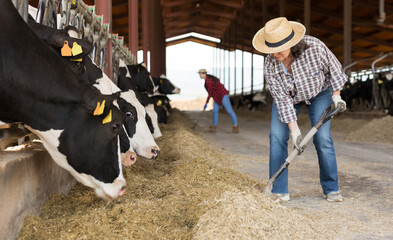 Confident elderly female farmer working in stall, feeding cows with hay