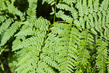 Close-up of wild fern plants in forest. Green nature background.