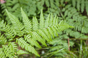 Close-up of wild fern plants in forest. Green nature background.