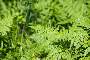 Close-up of wild fern plants in forest. Green nature background.