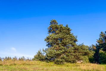 Obraz premium Beautiful landscape on a summer day in Latvia. Nature in the countryside.