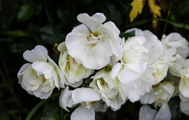 Rain drops on the petals of a white rose flowers in a summer garden.