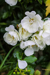 Rain drops on the petals of a white rose flowers in a summer garden.