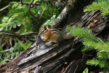 Cute striped chipmunk on a fallen log in the forest