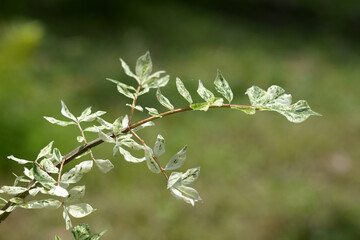 ニシキギ　散斑