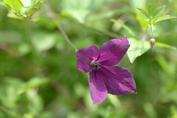 クレマチス　ブラック・プリンス