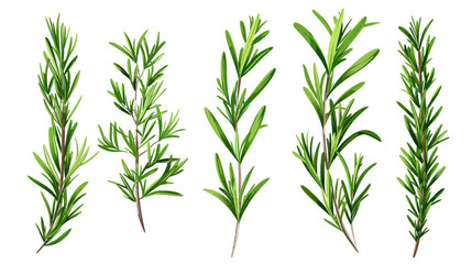Collection of fresh rosemary sprigs isolated on white background for culinary use	
