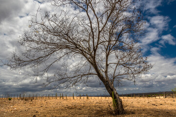 arvore no sertão
