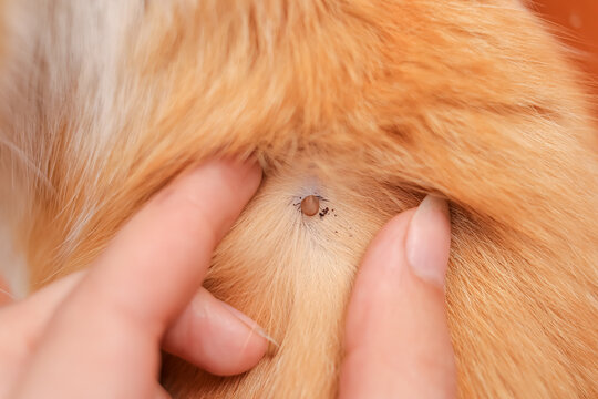 A tick sucks the blood of a red cat. medical care for pets. Encephalitis, Lyme, Borreliosis disease infection.