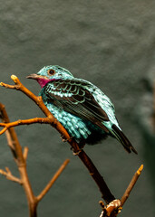 Spangled Cotinga (Cotinga cayana) - Commonly Found in the Amazon Rainforest