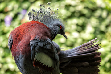 Victoria Crowned Pigeon (Goura victoria) - Commonly Found in New Guinea