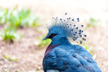 Victoria Crowned Pigeon (Goura victoria) - Commonly Found in New Guinea