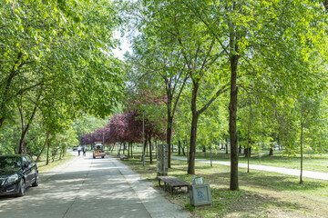trees in the park