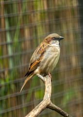 House Sparrow (Passer domesticus) - Commonly Found in Europe, Asia, and North Africa