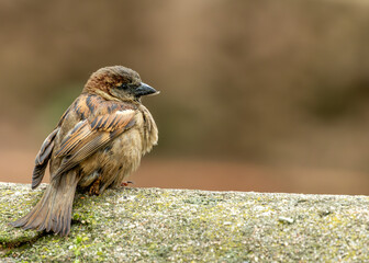 House Sparrow (Passer domesticus) - Commonly Found in Europe, Asia, and North Africa