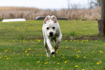 White puppy labrador dog running