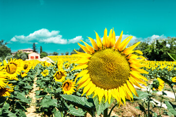 Girasole