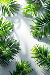 Lush green tropical palm leaves arranged on a white background, casting natural shadows. Ideal for nature, botanical, and tropical themes, creating a fresh and vibrant aesthetic