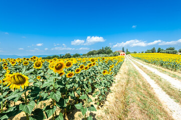 Paesaggio con girasoli