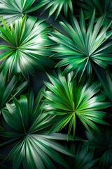 Obraz premium Green tropical palm leaves against a dark background, casting shadows and creating a vibrant, lush appearance. Poster and banner