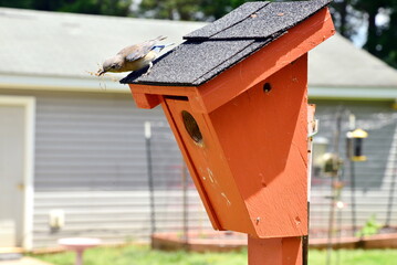 Bluebirds nesting on my backyard birdhouse