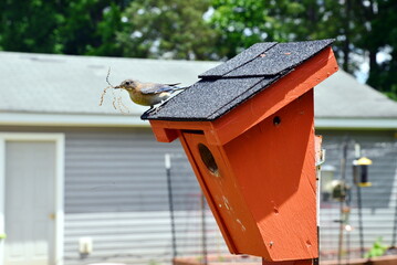Female bluebird atop my backyard birdhouse with nesting material.