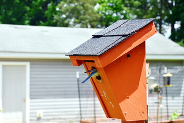 Bluebirds nesting in my backyard birdhouse