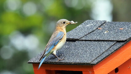 Female bluebird on my backyard birdhouse with an insect for her young.