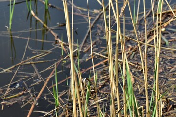 viper in dry reeds