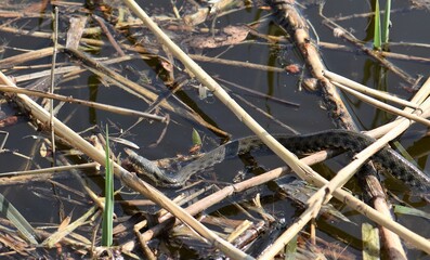 viper in reeds