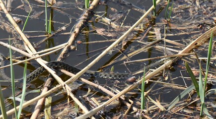 viper in reeds