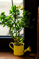 A vibrant green plant with multiple branches, placed in a yellow watering can. The plant is positioned on a wooden surface, adjacent to a window. The window offers a glimpse of the outdoors