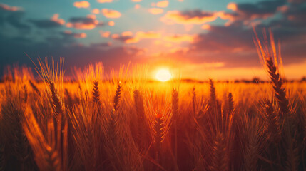 wheat field at sunset and beautiful sky 