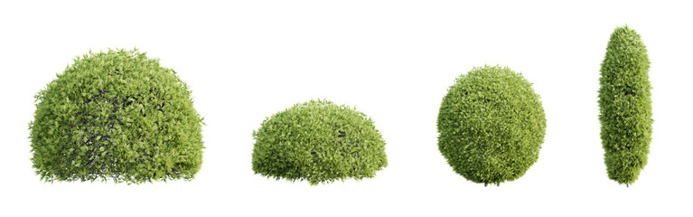 Trimmed thuja shrubs isolated on transparent background. Realistic 3D render.