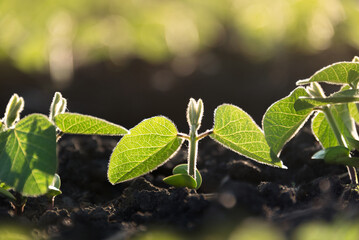 Soybean plant close-up. Young sprouts of the agricultural soybean plant grow in a row in the field in the sun's rays. Plants in the open field. Selective focus. Soft focus.