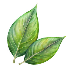 Obraz premium three different leaves in flat style