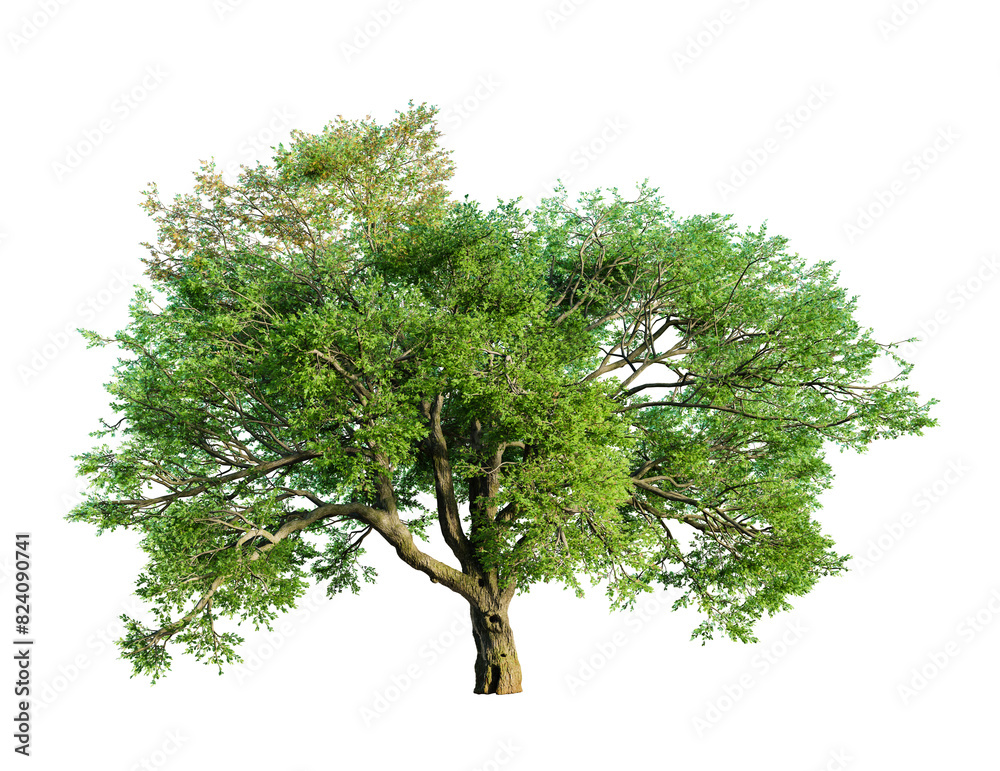 Aufkleber valley oak tree isolated on transparent background. 3d render.