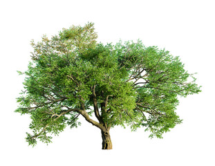 Valley oak tree isolated on transparent background. 3D render.