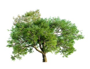 Valley oak tree isolated on transparent background. 3D render.