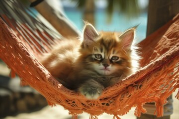  Kitten resting in hammock on tropical beach background with soft sunlight and palm trees