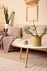 Cosy white sofa and coffee table with bamboo plant in living room