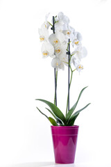 White orchid (Phalaenopsis) in a purple pot with many flowers isolated on white background.
