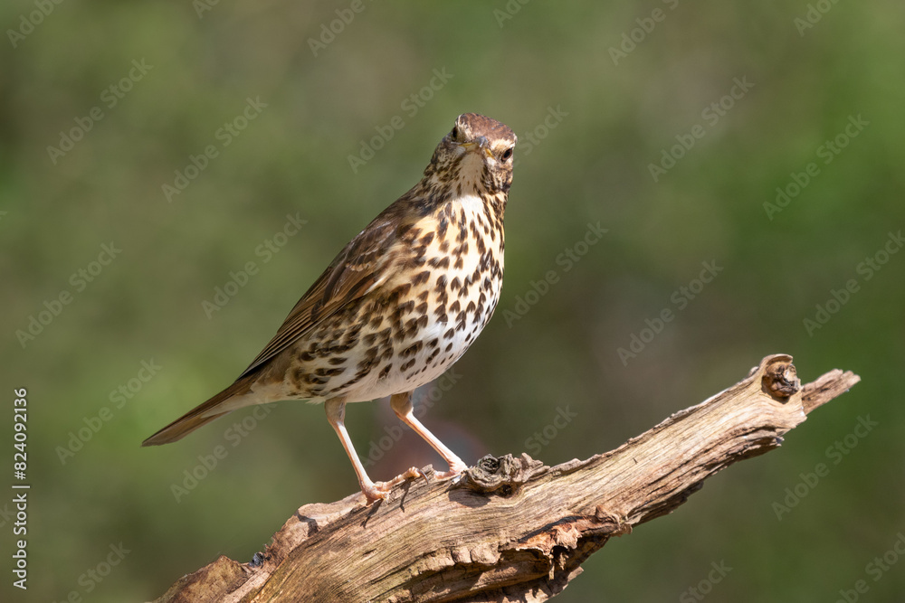 Poster a close up portrait of a song thrush, turdus philomelos, as it stands on an old branch looking at th