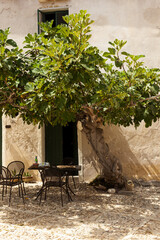 Table and chairs in a courtyard of a house in the shade of a centuries-old fig tree
