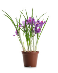 Pot with beautiful lilac crocus flowers on white background